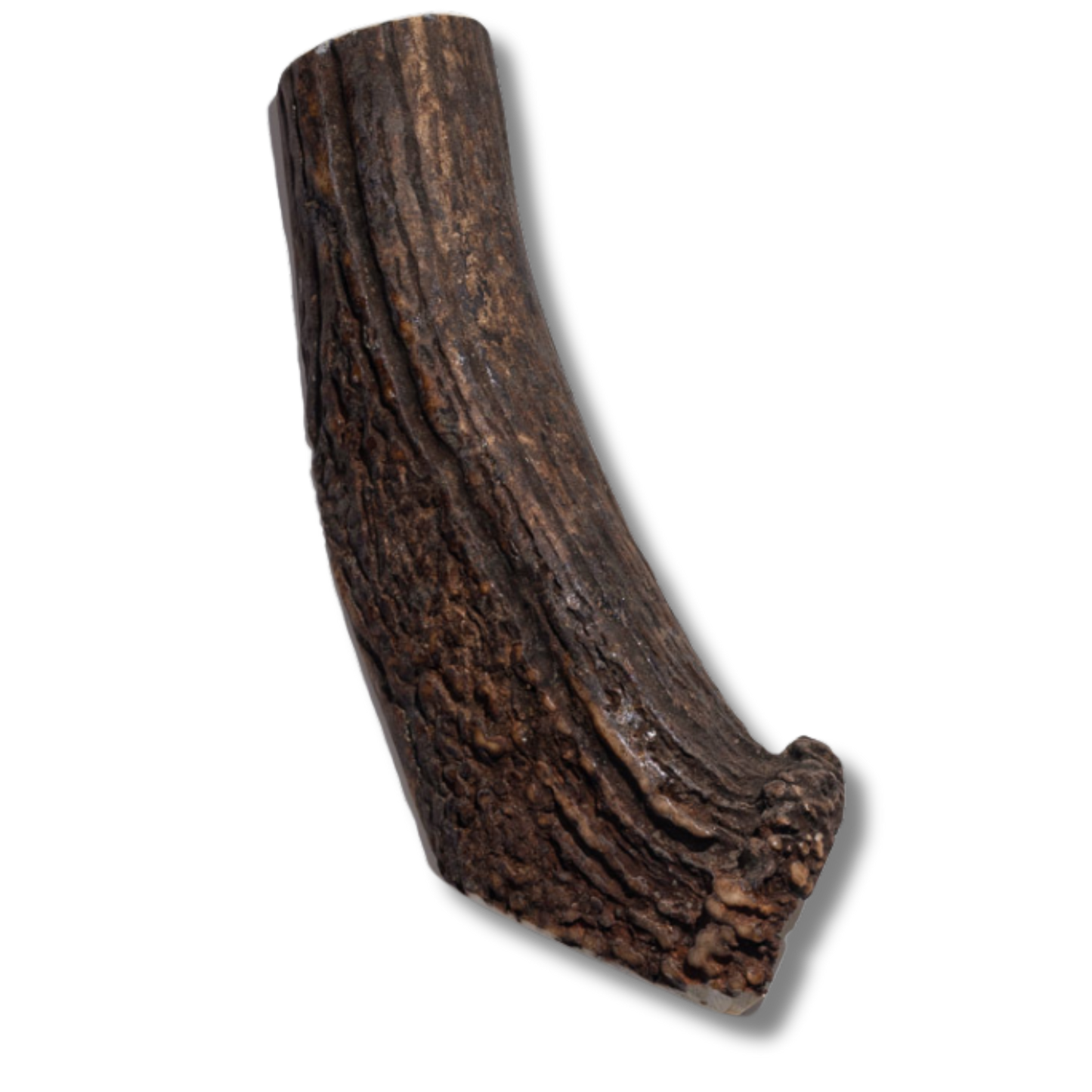 Elk Antler - Large