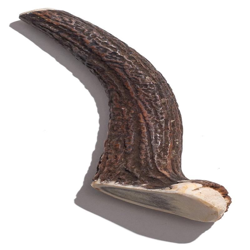 Elk Antler - Jumbo