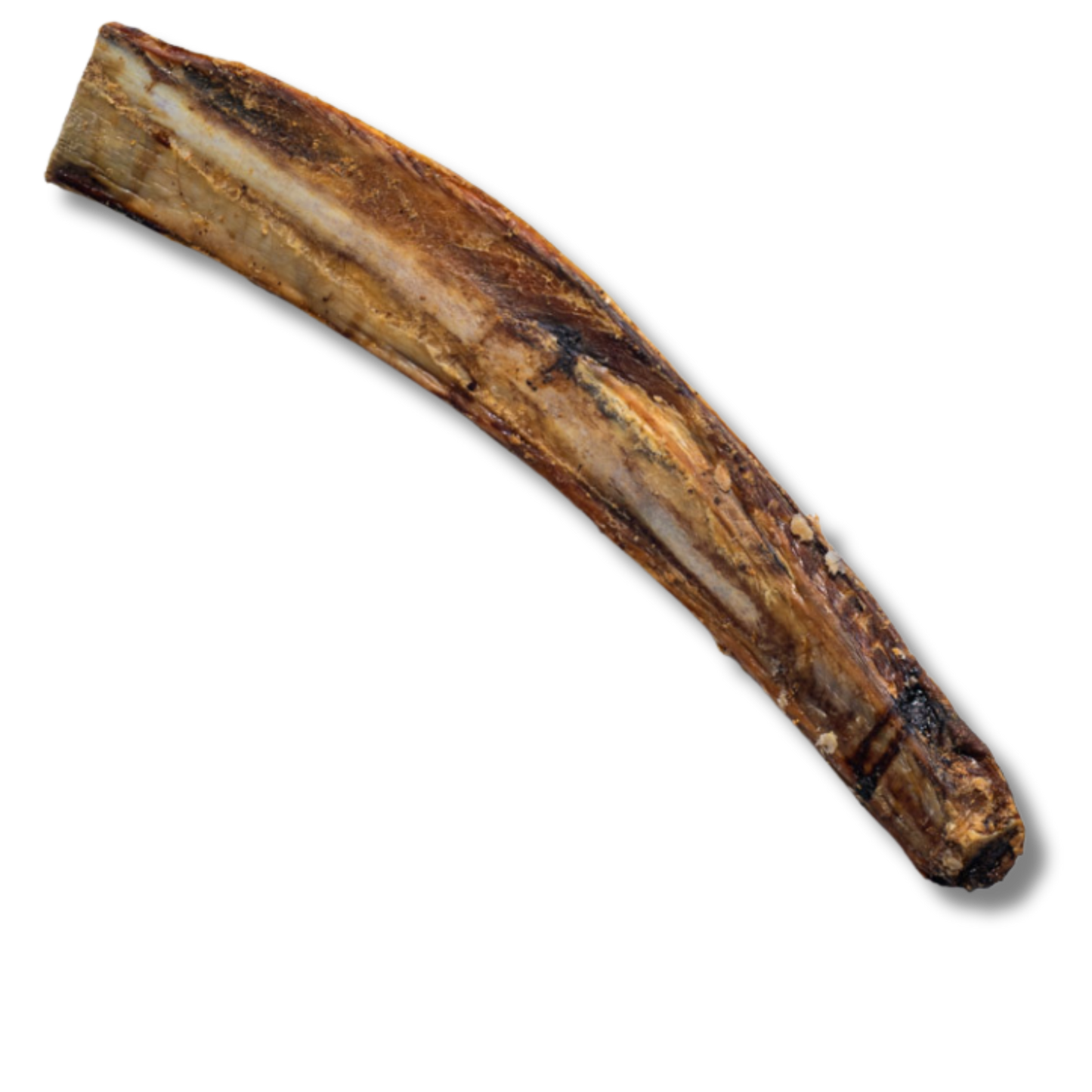 Rib Bone - 12 Inch