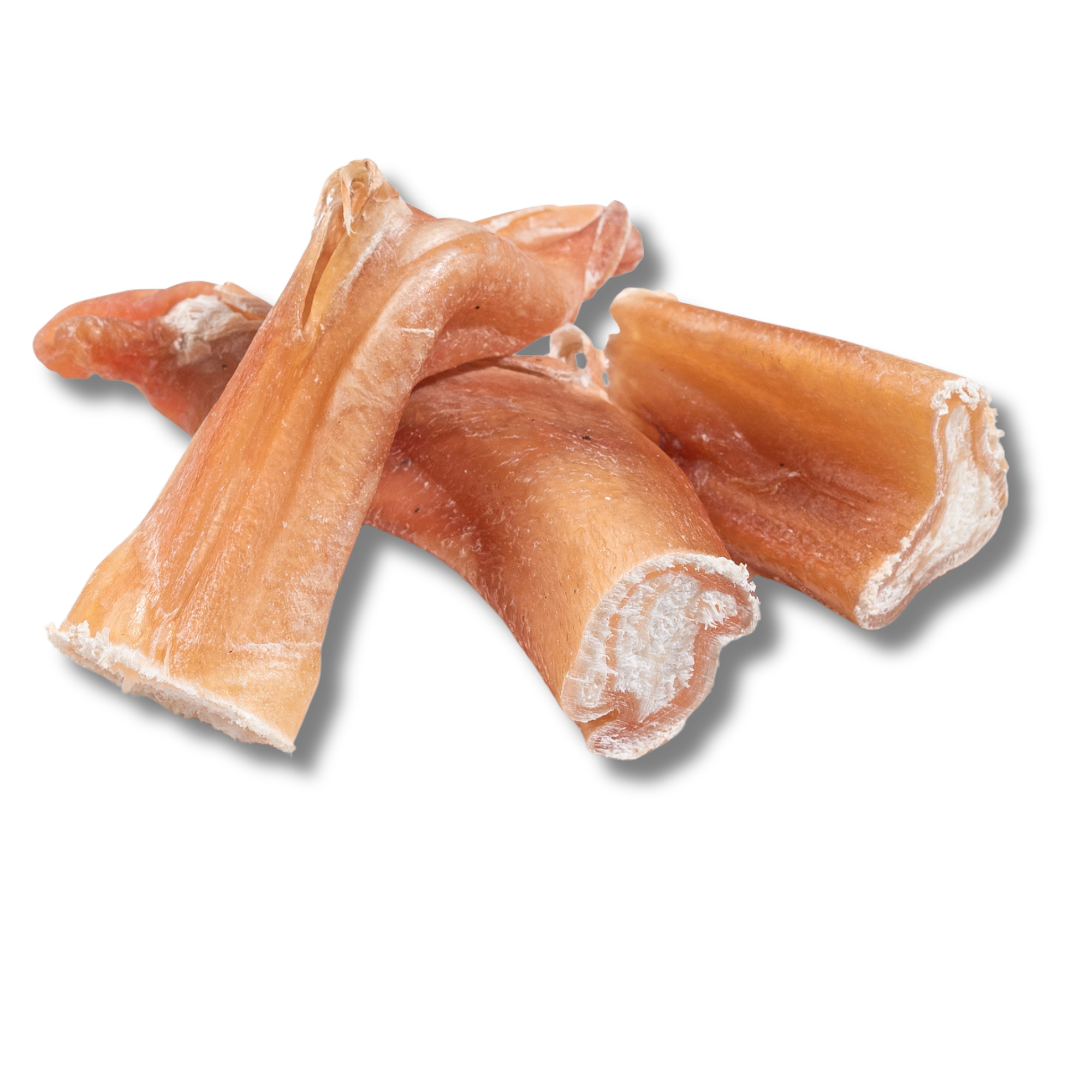 Bully Bites - Jack&Pup