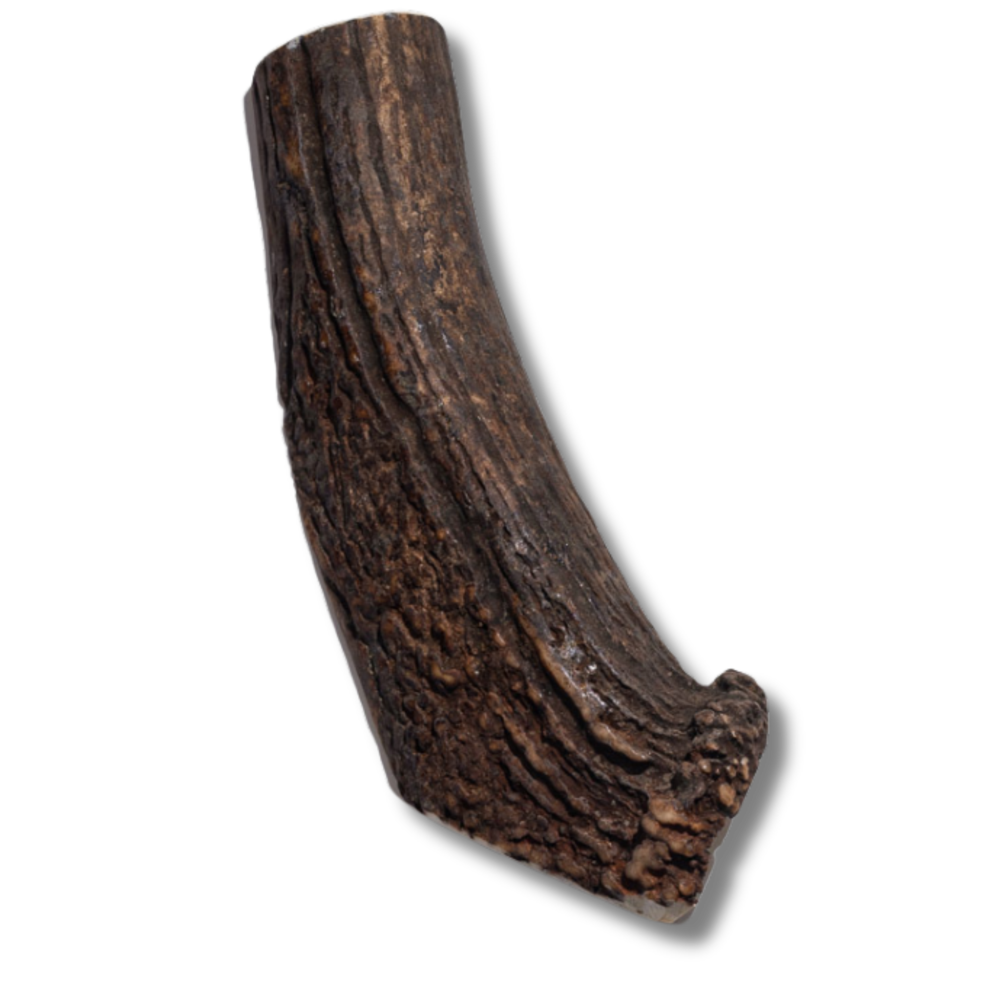 Elk Antler - Large - Jack&Pup