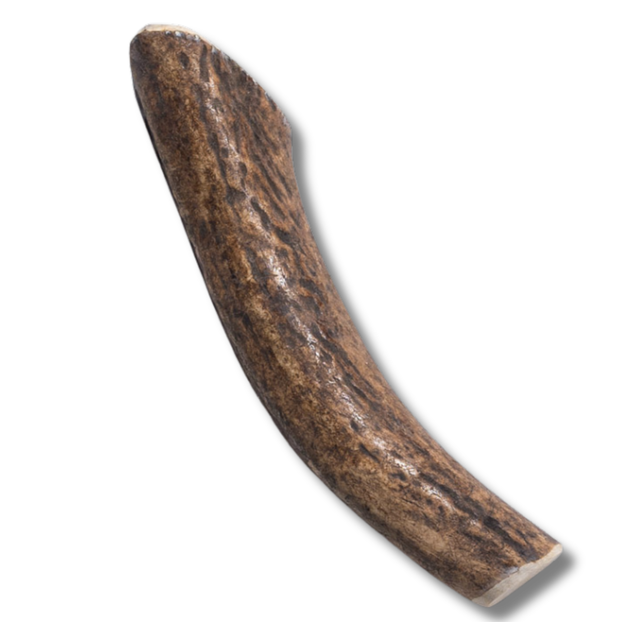 Elk Antler - Medium - Jack&Pup