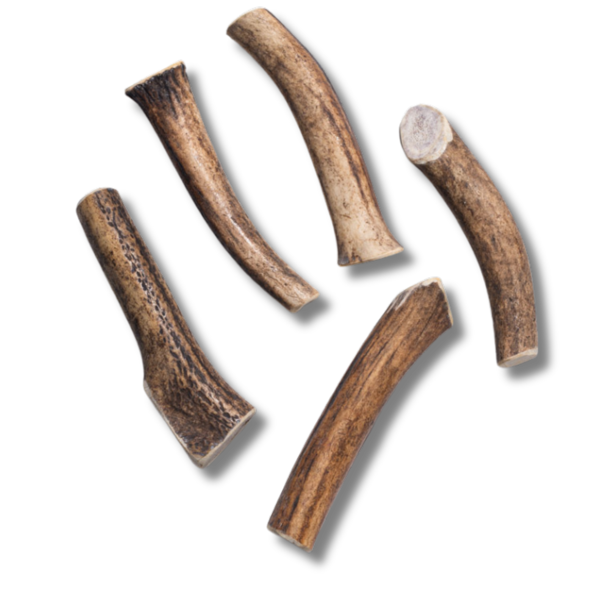 Elk Antler - Medium - Jack&Pup